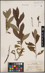 Foto von Salix caprea L. x Salix daphnoides Vill. x Salix purpurea L.